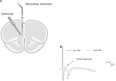 Age-Specific Modulation of Prefrontal Cortex LTP by Glucocorticoid Receptors Following Brief Exposure to HFD